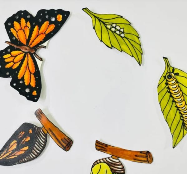 Leather Butterfly Life Cycle Fridge Magnets