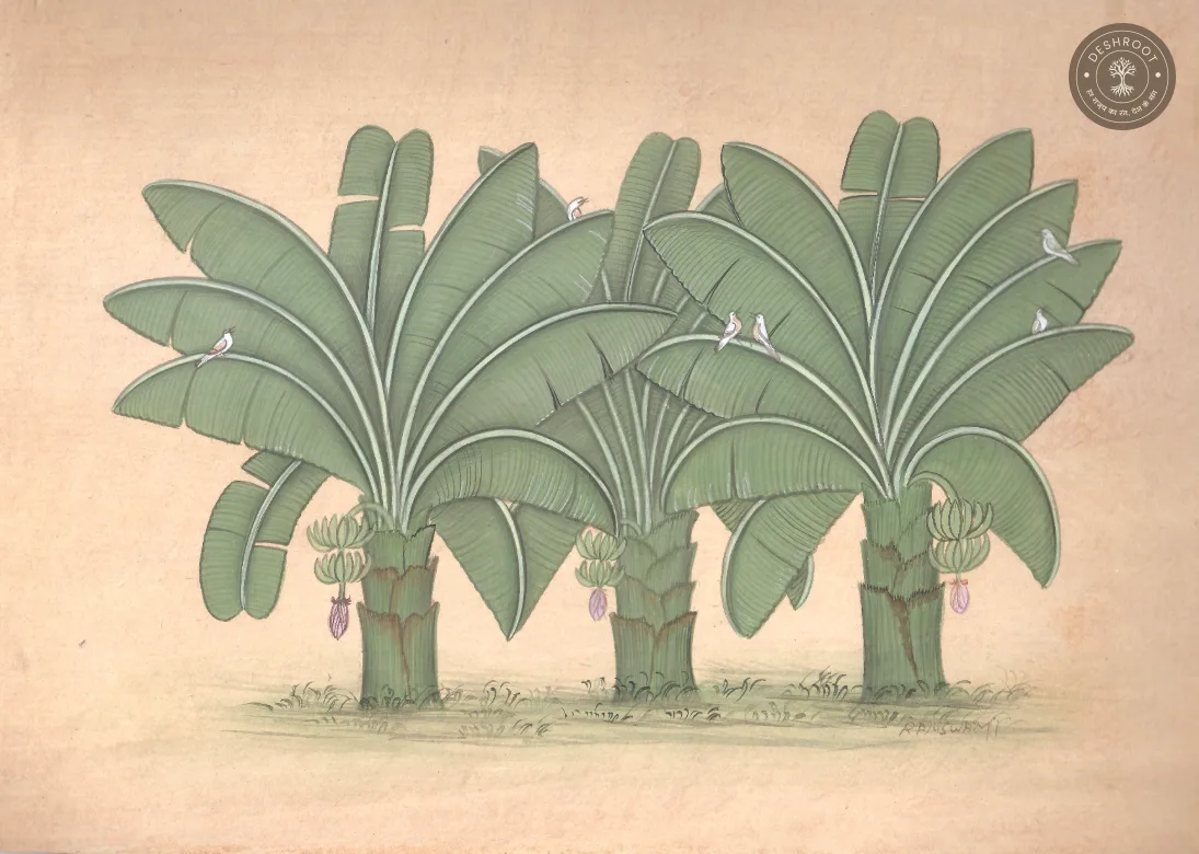 Banana Grove – Original Bikaner Miniature Botanical Painting