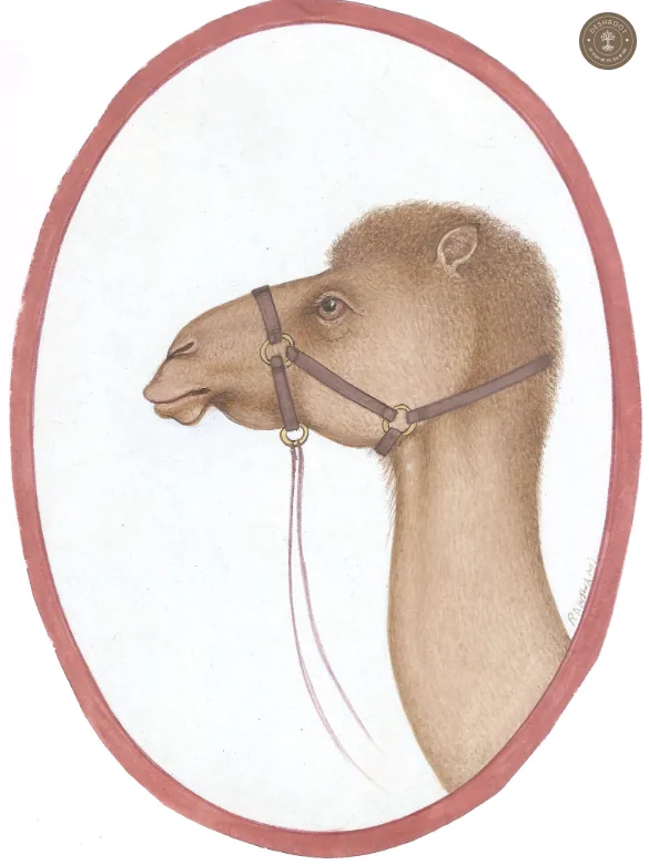 Desert Majesty – Camel of Rajasthan | Original Bikaner Miniature Painting