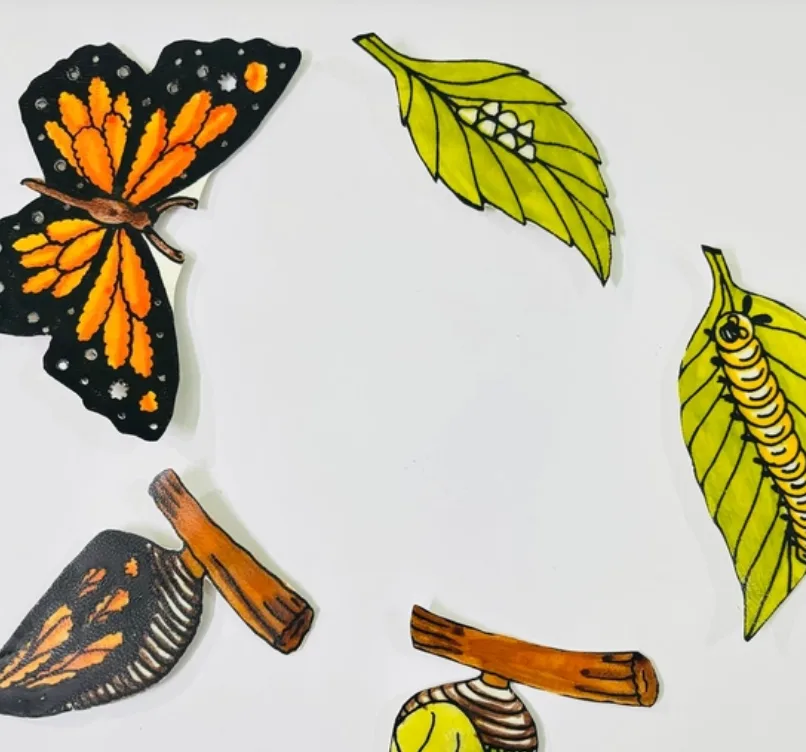 Leather Butterfly Life Cycle Fridge Magnets
